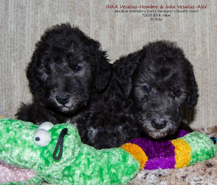 2014-03-09 Welpen Svet & Ruby-7912-1-Namen.jpg